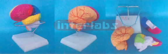 NATURAL CEREBRA ANATOMICAL AND BRAIN ARTERY DETACH PAINTED MODEL (3 PCS, BRIGHT PINKISH)